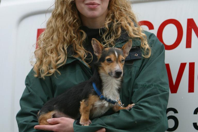 Dog Rescue Sheffield and Chesterfield Happy Tails Rehoming