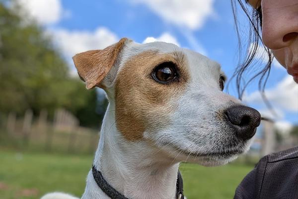 Broomhill Farm Luxury Dog Hotel