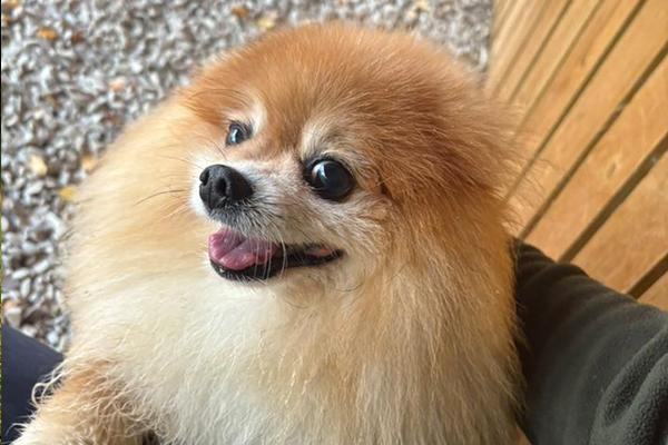 Broomhill Farm Luxury Dog Hotel